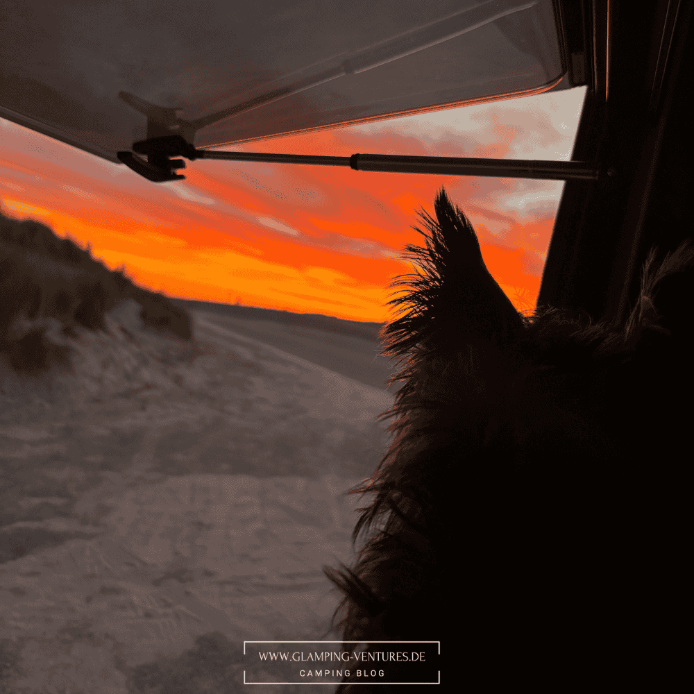 Hund beim Camping im Wohnmobil blickt in den Sonnenaufgang