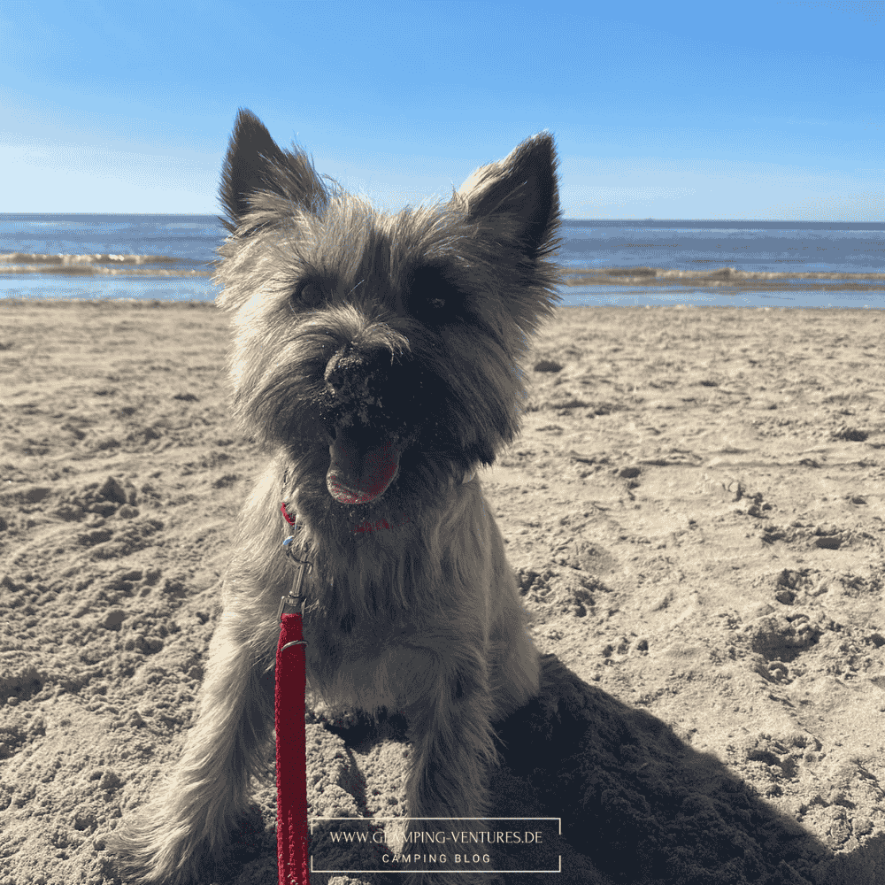 Hund beim Camping im Wohnmobil am Strand<br />
