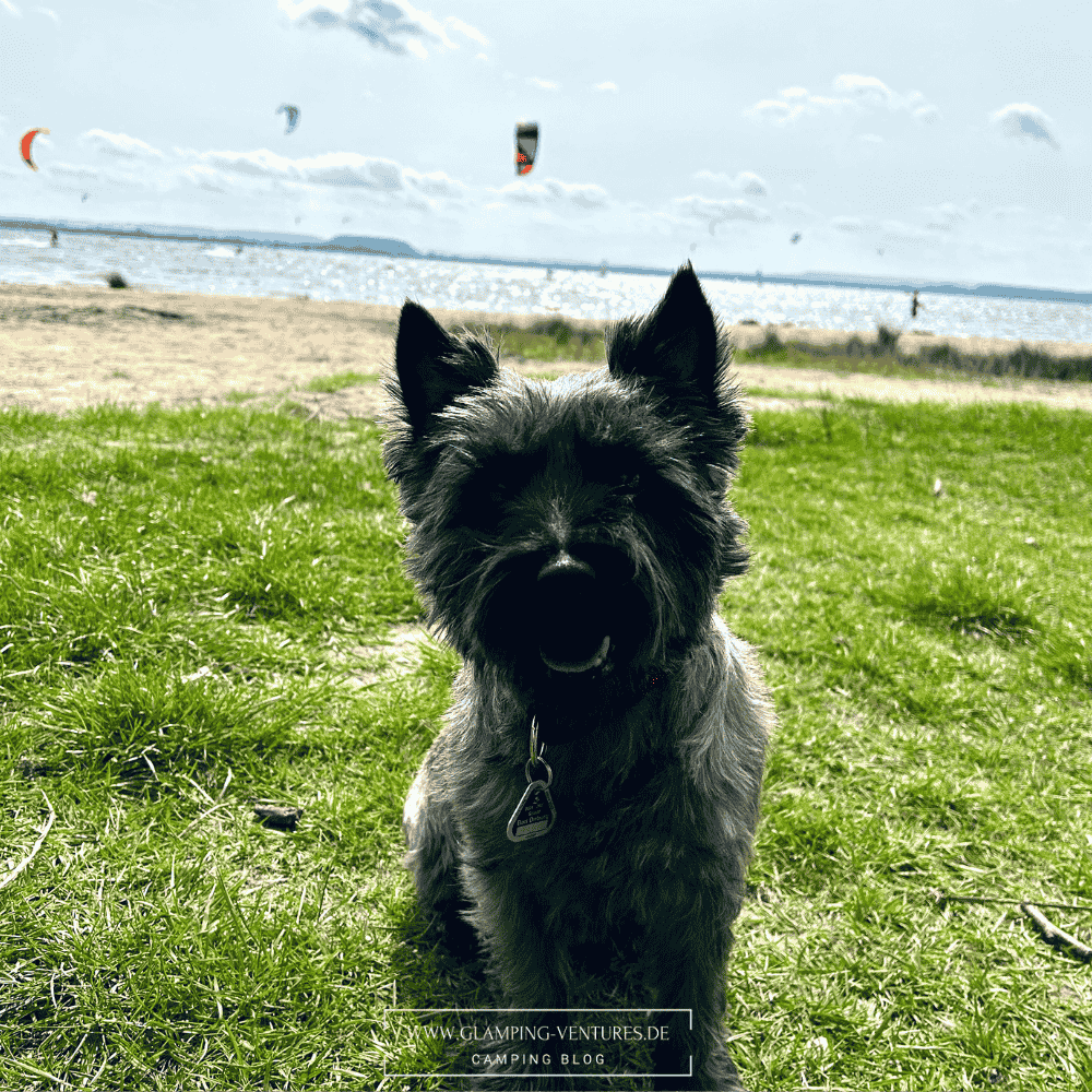Hund beim Camping am Strand 