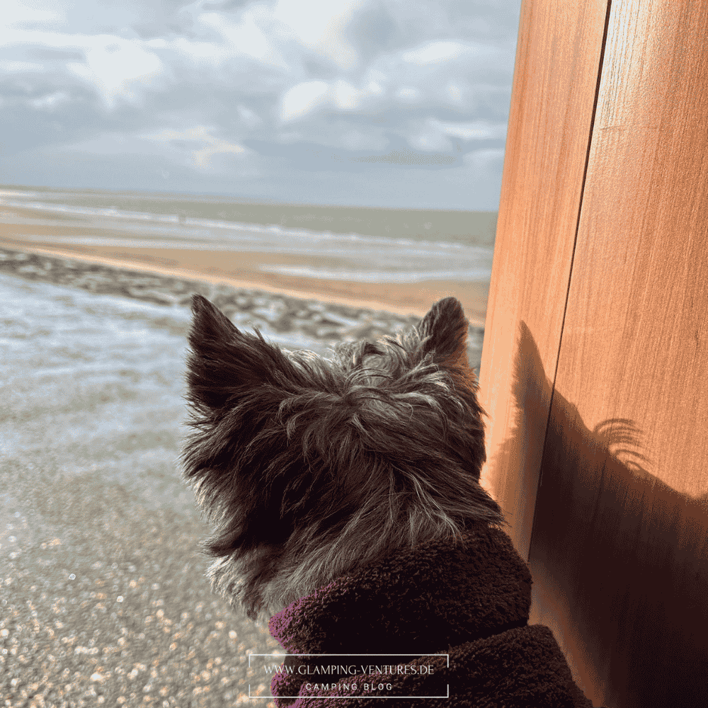 Hund beim Camping im Wohnmobil schaut aus dem Van auf den Strand<br />
