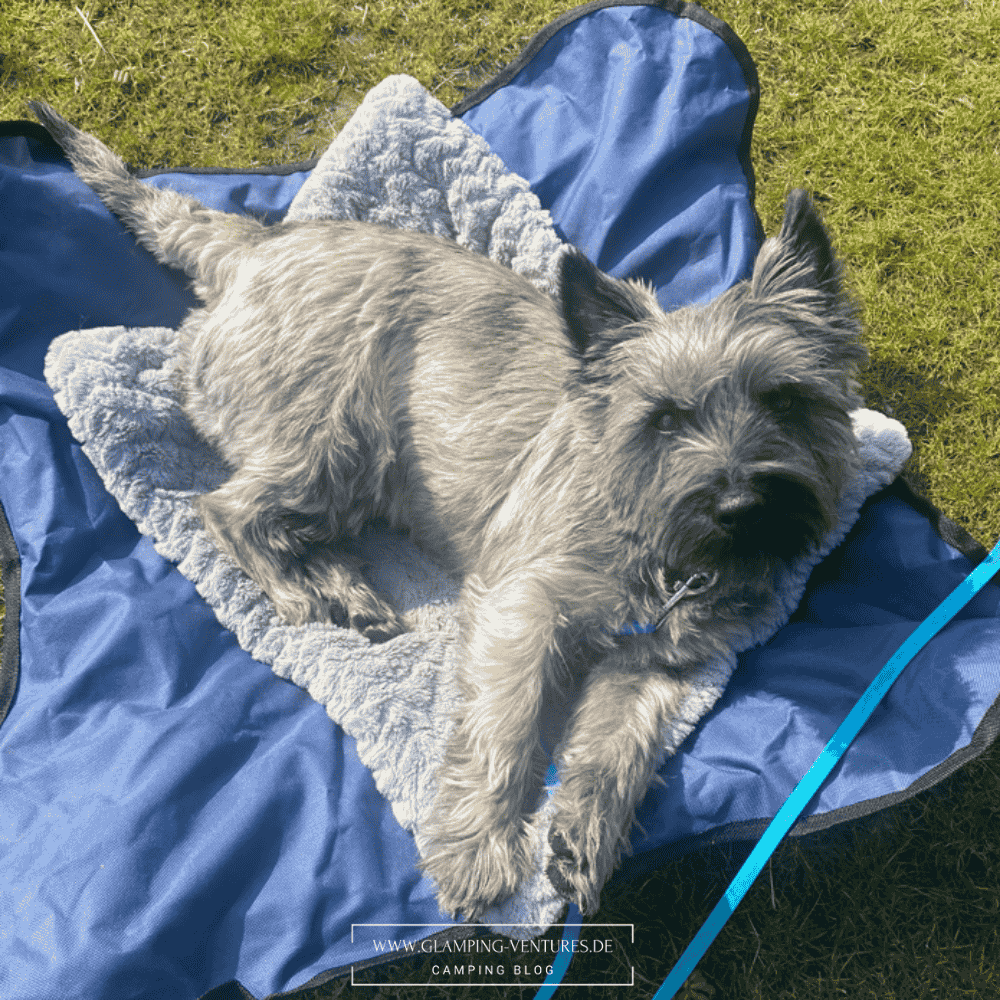 Campen mit Hund – Tipps & Tricks