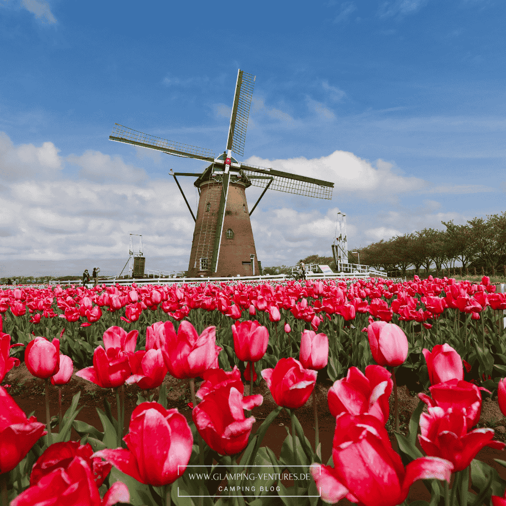 Mit dem Wohnmobil zur Tulpenblüte nach Holland