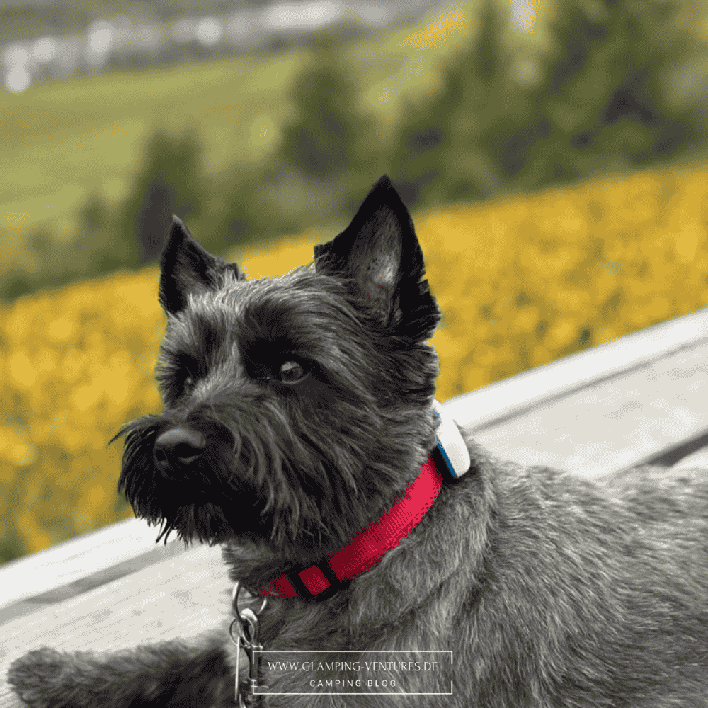 Wandern mit Hund an der Mosel beim Camping