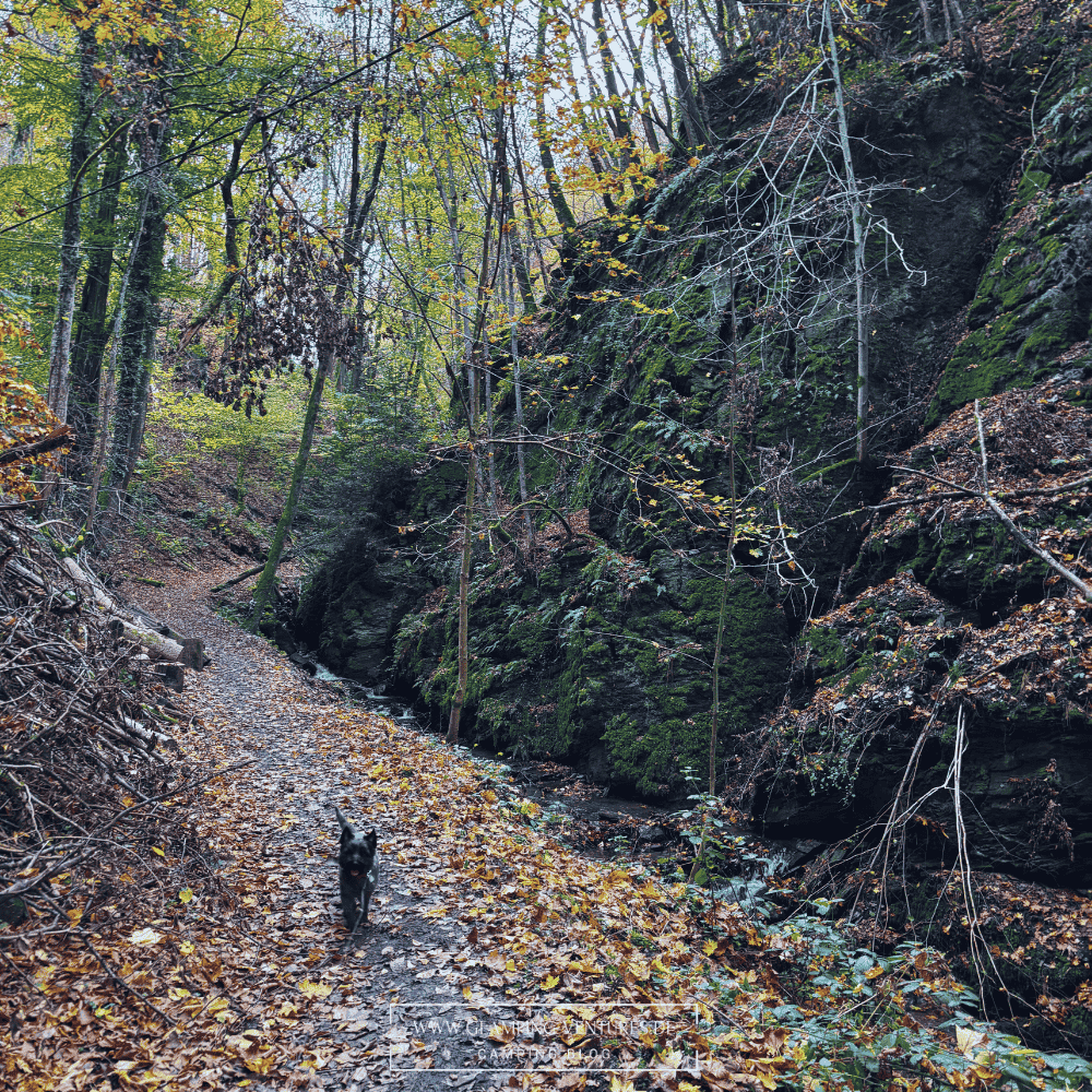 Wandern mit Hund im Wald Mosel beim Campen