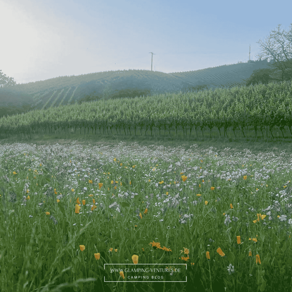 Blumenfeld vor den Weinbergen in Sasbachwalden