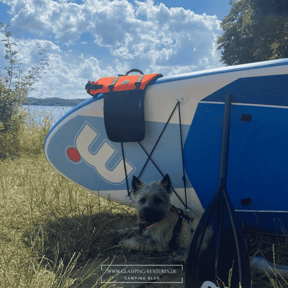Hund vor SUP-Board beim Camping – perfekte Kombination aus Wasserspaß und Urlaub mit Hund