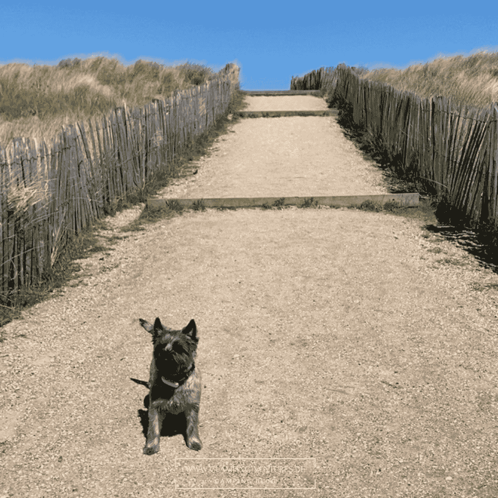 Hund am Hundestrand – Camping mit Hund an der Ostsee