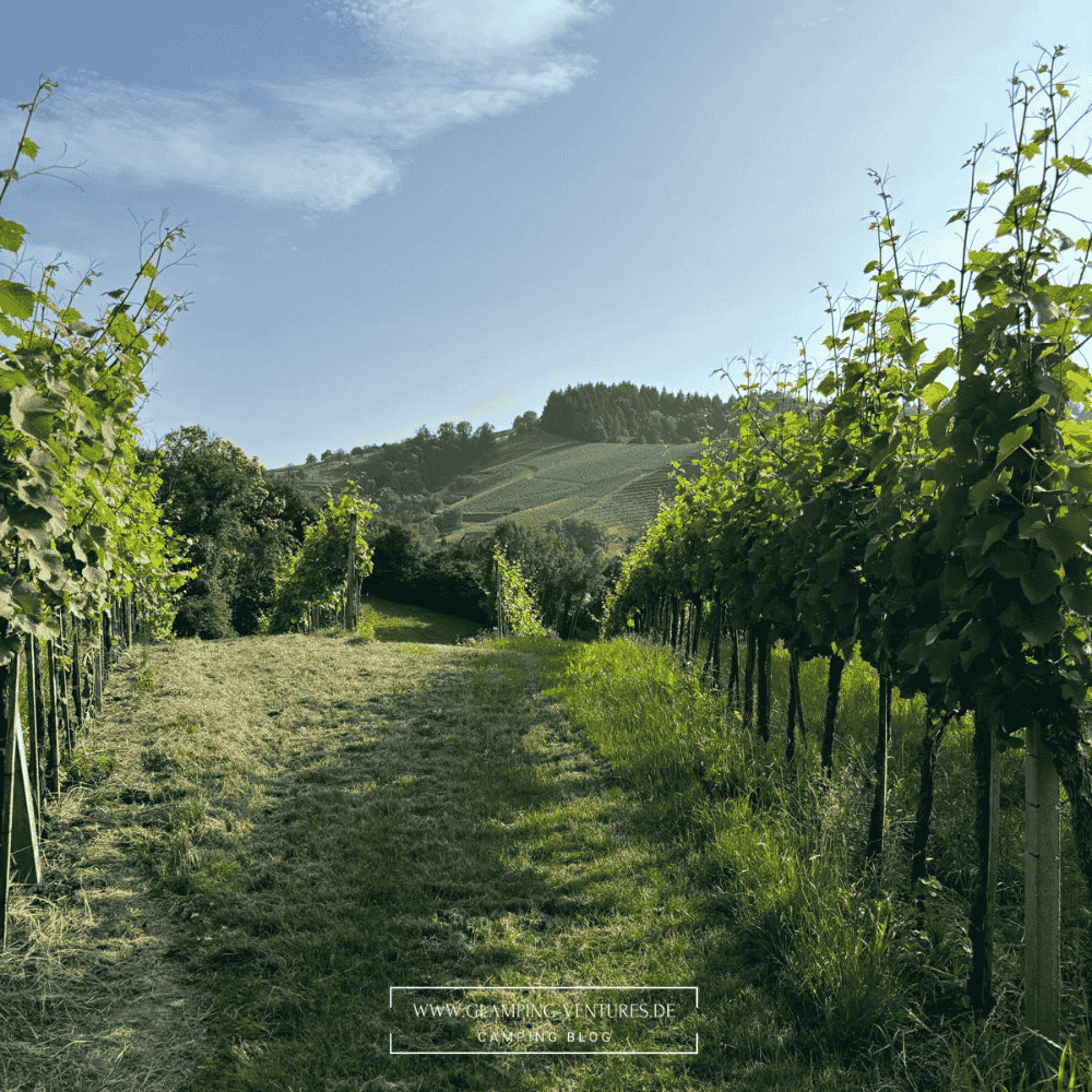 Weinregion Sasbachwalden im Schwarzwald