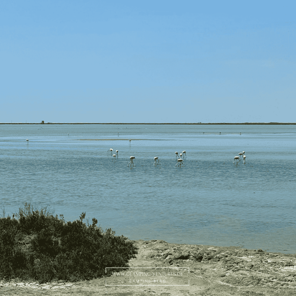 Ziel mit dem Wohnmobil in die Camargue