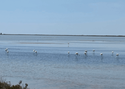 Wilde Falmingos im Salzsee in der Camargue
