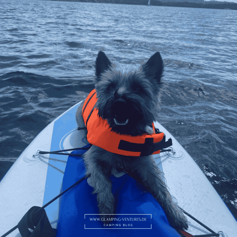 Hund mit Schwimmweste auf dem SUP