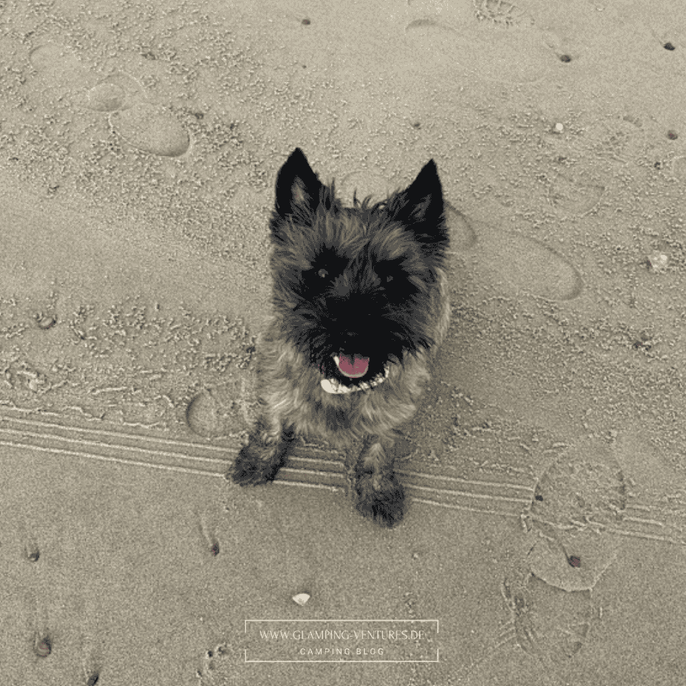 Hund sitzt im Sommer am Strand
