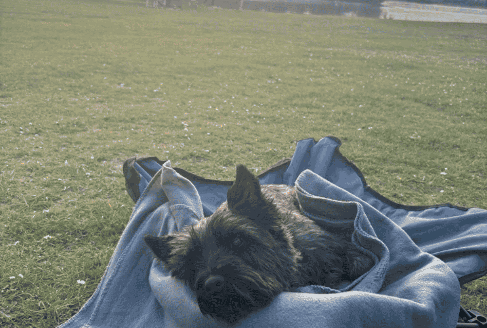 Camping mit Hund im Sommer