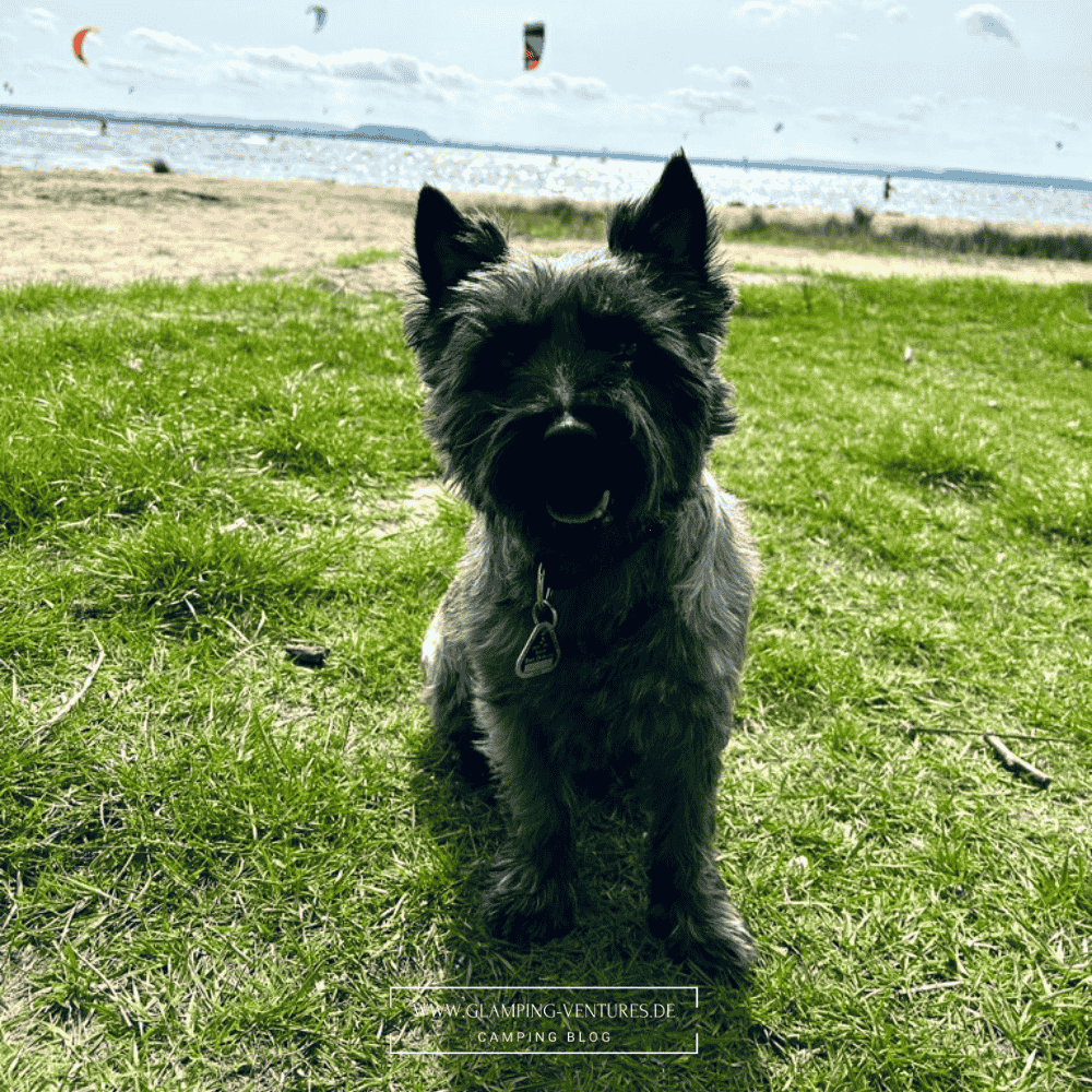 Hund beim Wassersport beim Campen 