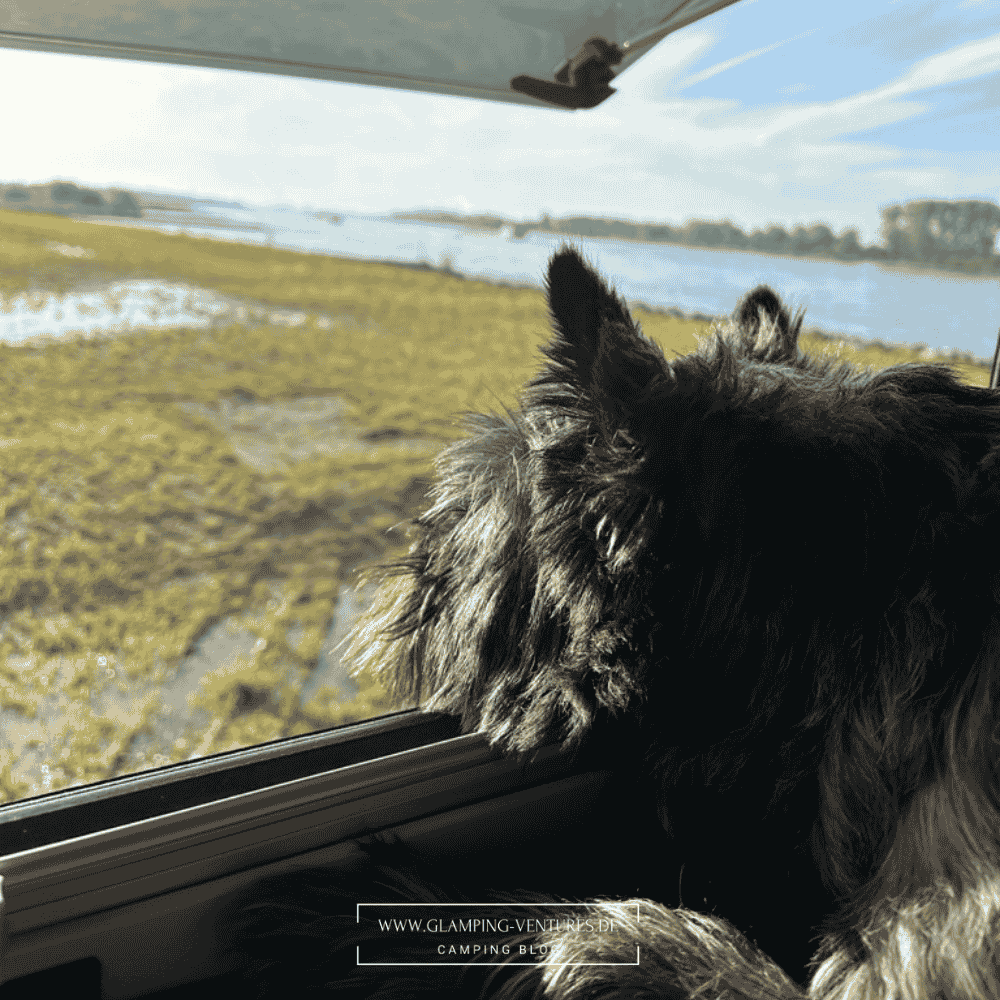 Hund liegt im Kastenwagen und schaut raus