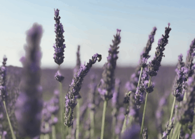 Biene am Lavendel Portrait