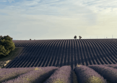 Großes Lavendelfeld in Valensole