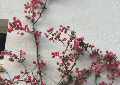 Rosane Blume and er Hauswand