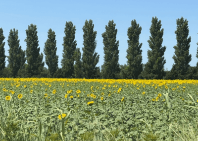 Weitläufiges Sonnenblumenfeld