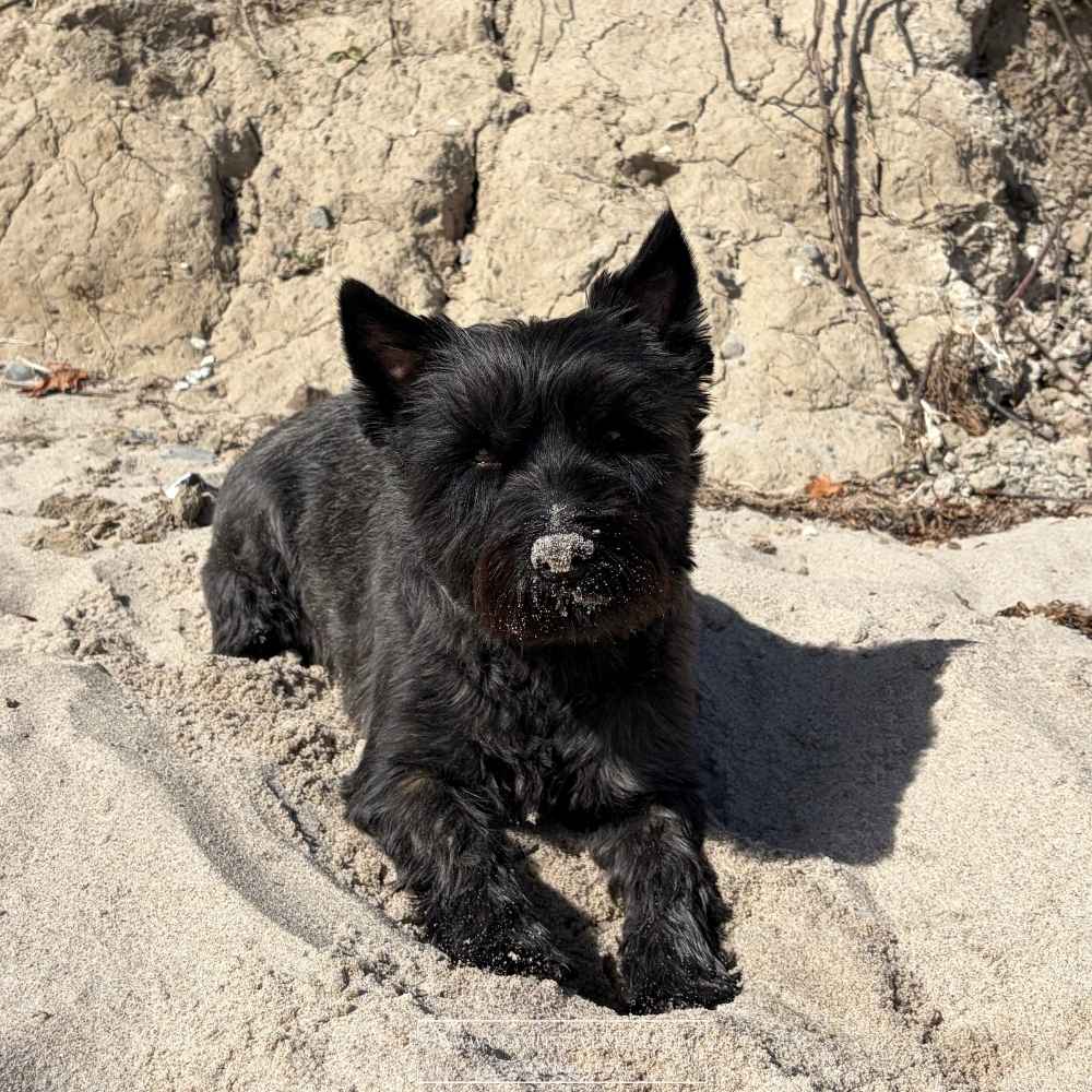 Mit Hund an der Ostsee
